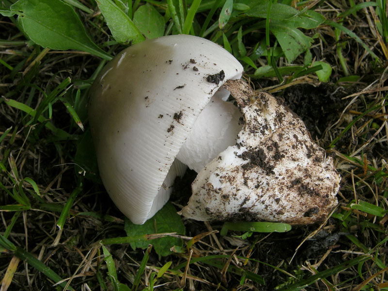 Prime Amanita rubescens e vaginata